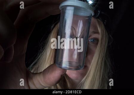 A scientist examines a captured spider in a jar as part of a scientific study Stock Photo