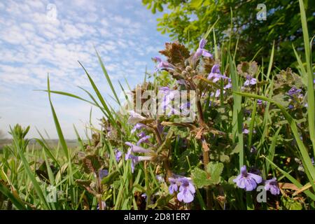 Ground ivy (Glechoma hederacea) clump flowering on the margin of a chalk grassland meadow, Wiltshire, UK, April. Stock Photo