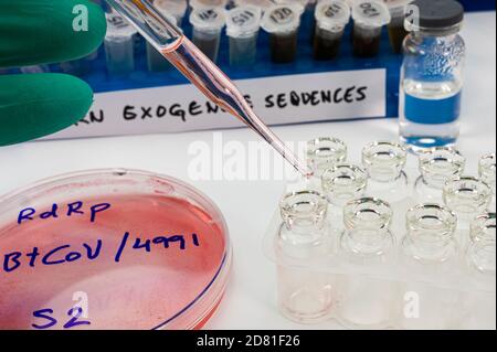 Virologist working on exogenous Sars-CoV-2 virus RNA sequence in the laboratory, conceptual image Stock Photo