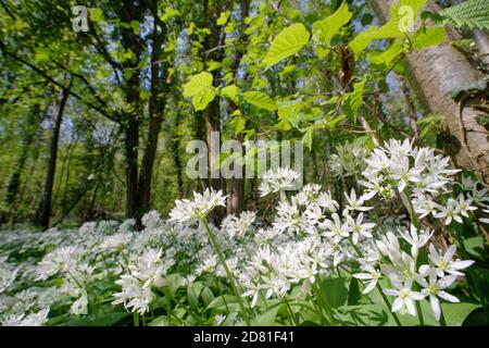 Wild garlic / Ramsons (Allium ursinum) carpet flowering in woodland understory, Wiltshire, UK, April. Stock Photo