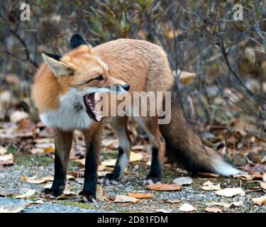 A red fox with its mouth wide open Stock Photo - Alamy