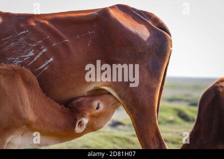 Closeup of cute cow-calf drinking her mother's milk on a green beach. South Asian cow. Stock Photo