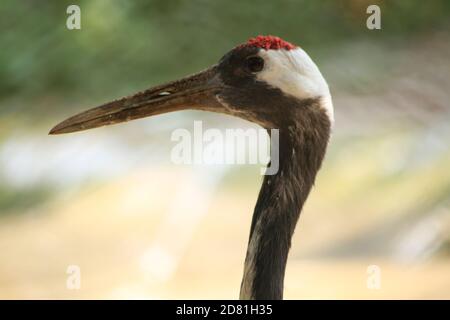 Close up head shot of a common crane (Grus grus) in the wild.blur background photo Stock Photo