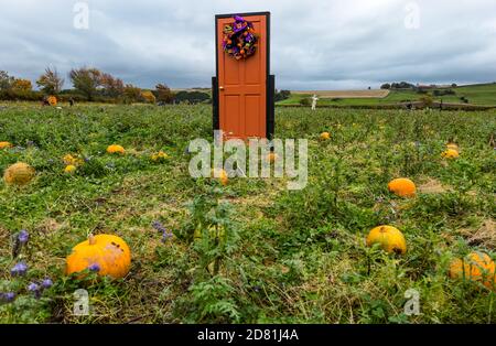 Quirky Halloween themed door in pumpkin field, Kilduff Farm, East Lothian, Scotland, UK Stock Photo
