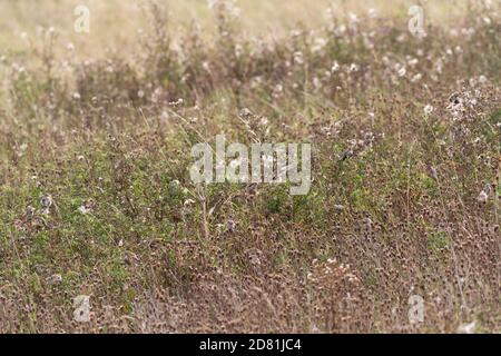 Large flock of well camouflaged goldfinches (Carduelis carduelis) eating seeds from thistles, East Yorkshire, England. Stock Photo