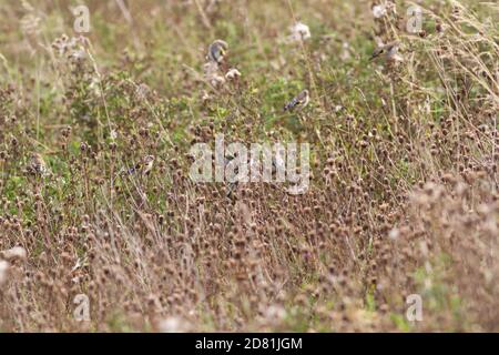 Large flock of well camouflaged goldfinches (Carduelis carduelis) eating seeds from thistles, East Yorkshire, England. Stock Photo