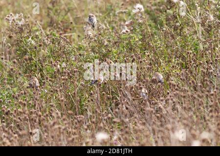 Large flock of well camouflaged goldfinches (Carduelis carduelis) eating seeds from thistles, East Yorkshire, England. Stock Photo