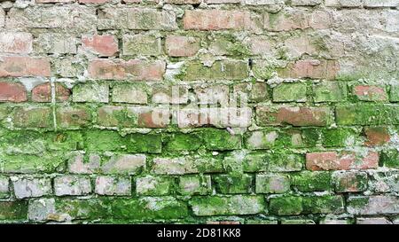 Old red brick wall with green molds and grunge cement joints. Brick textured background. Brickwork backdrop. Stone masonry wall surface closeup. Grung Stock Photo