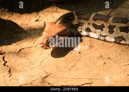 Portrait of an adult reticulated python , close up. blur background ...