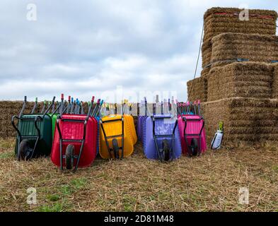 Colourful wheelbarrows at pumpkin patch, Kilduff Farm, East Lothian, Scotland, UK Stock Photo