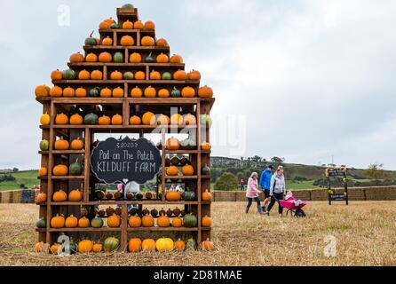 Pumpkin display at pumpkin patch, Kilduff Farm, East Lothian, Scotland, UK Stock Photo