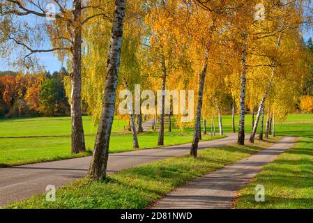 DE - BAVARIA: Autumnal birch trees along Dorschhauser Weg at Bad Wörishofen in the Allgäu  (HDR-Photography) Stock Photo