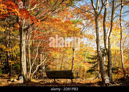 lonely park bench in the fall along walking trail in Shubie Park Dartmouth, Nova Scotia Canada Stock Photo