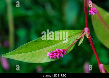 Smartweed or knotweed close-up in autumn Stock Photo