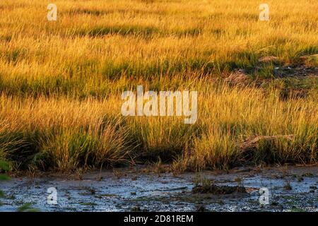 Salt-marsh spartina grasses at Jamaica Bay wildlife Refuge in autumn Stock Photo