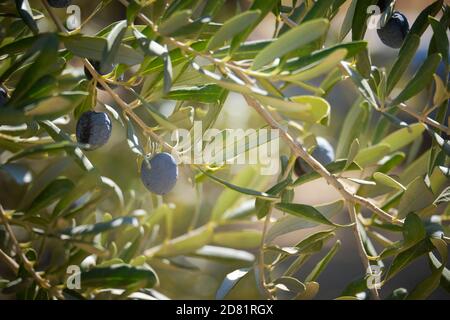 Ripe olives hang on the branches of an olive tree Stock Photo