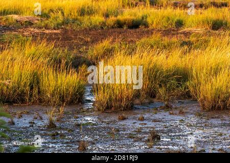 Salt-marsh spartina grasses at Jamaica Bay wildlife Refuge in autumn Stock Photo