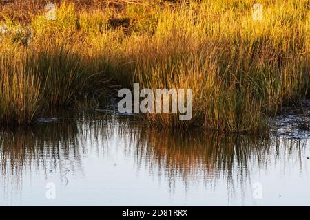 Salt-marsh spartina grasses at Jamaica Bay wildlife Refuge in autumn Stock Photo