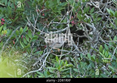 Balearic Warbler (Sylvia balearica) adult perched in bush  Cabrera Island, Balearic Islands, Spain             October Stock Photo