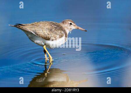 Winter plumaged spotted sandpiper Stock Photo