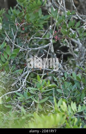 Balearic Warbler (Sylvia balearica) adult perched in bush  Cabrera Island, Balearic Islands, Spain             October Stock Photo