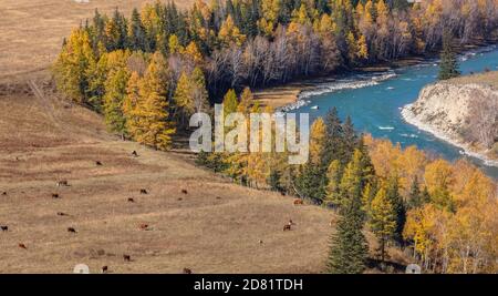 High angle shot of a turquoise river and golden trees on its banks. Cows and horses are on a meadow next to the river. Altai mountains, Siberia, Russi Stock Photo