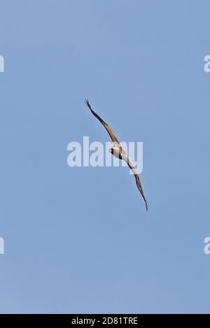 Booted Eagle (Hieraaetus pennatus) dark phase adult in flight  Cabrera Island, Mallorca, Balearic Islands, Spain          October Stock Photo