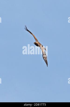 Booted Eagle (Hieraaetus pennatus) dark phase adult in flight  Cabrera Island, Mallorca, Balearic Islands, Spain          October Stock Photo