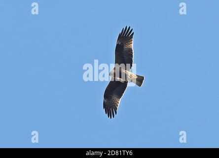 Booted Eagle (Hieraaetus pennatus) dark phase adult eating in flight  Cabrera Island, Mallorca, Balearic Islands, Spain          October Stock Photo