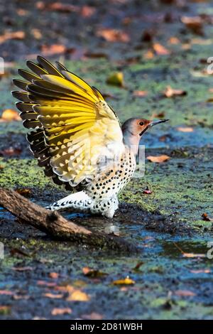 Northern flicker in autumn showing golden yellow underwings Stock Photo