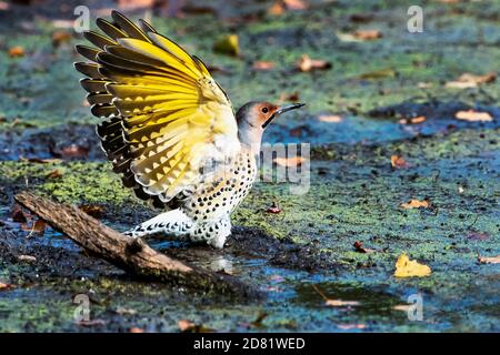Northern flicker in autumn showing golden yellow underwings Stock Photo
