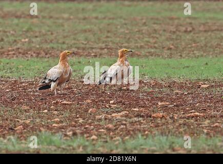 Egyptian Vulture (Neophron percnopterus percnopterus) two adults standing in field  Menorca, Balearic Islands, Spain               October Stock Photo