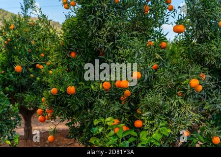 Field of cultivation of oranges, trees with many fruits at full maturity. Cultivation concept Stock Photo