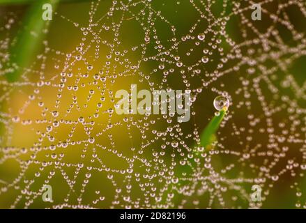 Close up of morning dew on spiderweb Stock Photo
