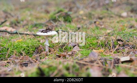Amanita verna solitary in the forest with leaves on the cap Stock Photo