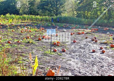 Pumpkin picking from a field of pumpkins plants growing on a muddy farm in Kenyon Hall Farm, England Stock Photo