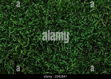 Green forest moss texture background, copy space Stock Photo