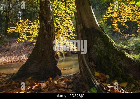 Sunny autumn landscape with beech tree stump, colorful foliage and a streamlet in the Netherlands Stock Photo