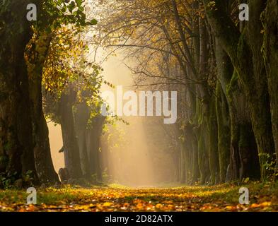 Beautifully sunbeams on the autumn misty alley. Bright golden leaves on a path between old trees in an early sunny morning