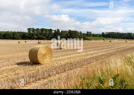 Rolls of wheat in a wheat field near Orford, Woodbridge, Suffolk, UK. Stock Photo
