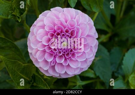 Close up of Dahlia Stolze von Berlin a pompon dahlia.that flowers throughout summer A tuberous perennial that likes full sun Stock Photo