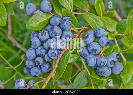 Blueberries 'Duke' variety, Vaccinium corymbosum, (Northern  highbush), late July, an early season crop growing Oregon's north coast. Stock Photo