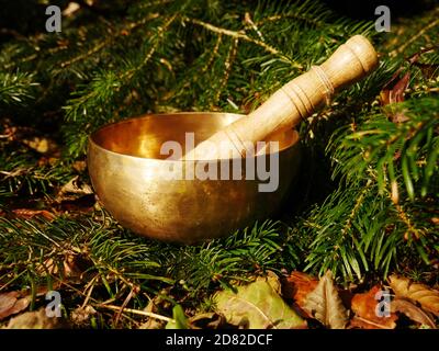 Singing bowl placed in the middle of the branches of a fir tree Stock Photo