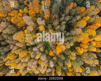 Fall forest landscape view from above. Colorful nature background. Autumn forest aerial drone view.Idyllic fall scenery from a birds eye view.Trees