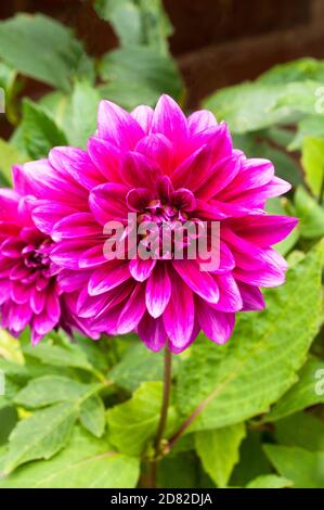 Close up of Dahlia Le Baron a decorative dahlia that has dark pink flowers in summer and autumn  A tuberous plant that is deciduous and half hardy Stock Photo