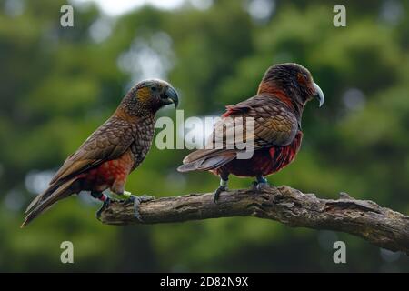 Kaka - Nestor meridionalis - endemic parakeet living in forests of New Zealand. Parrot close up eating nut on a branch with green background. Stock Photo