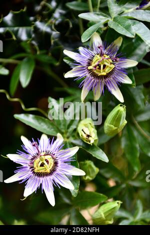 Passion Flower  (passiflora incarnata ) Stock Photo