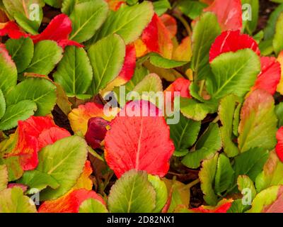 Bergenia leaves (commonly know as Elephant's Ears) turning red in Autumn. Stock Photo