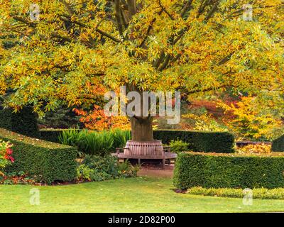 Circular wooden seat around Quercus castaneifolia 'Green Spire' tree at Harlow Car Garden, in autumn. Stock Photo