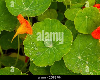 Closeup of water droplets on nasturtium leaves growing in a UK garden. Stock Photo